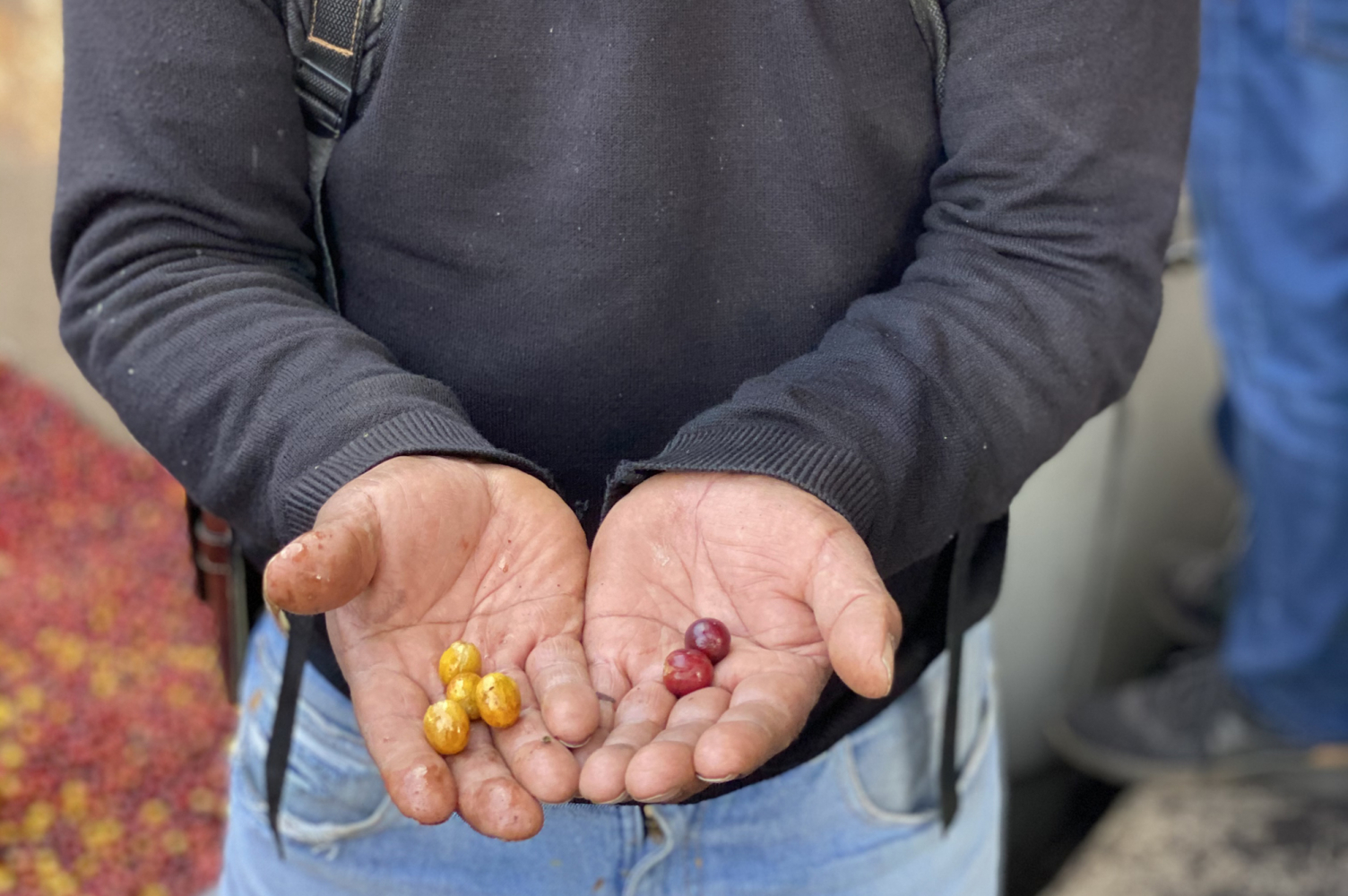 Coffee Beans