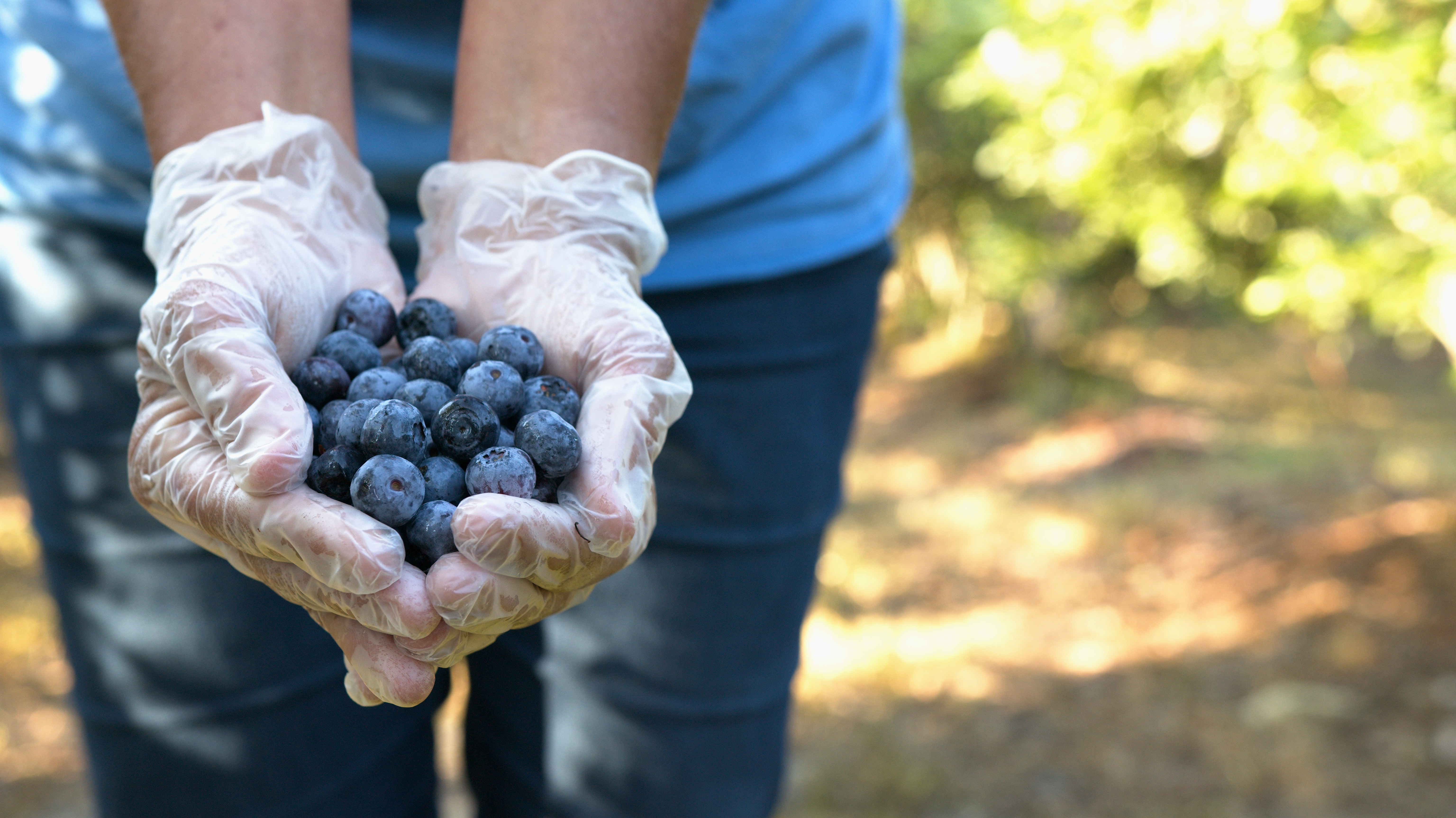 Wood Blueberry Farm